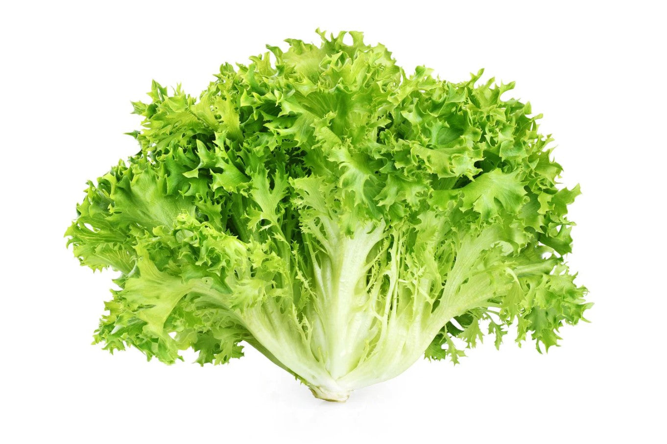 Lettuce Escarole