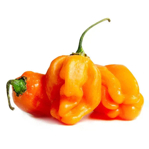 Pepper Orange Habanero 8#