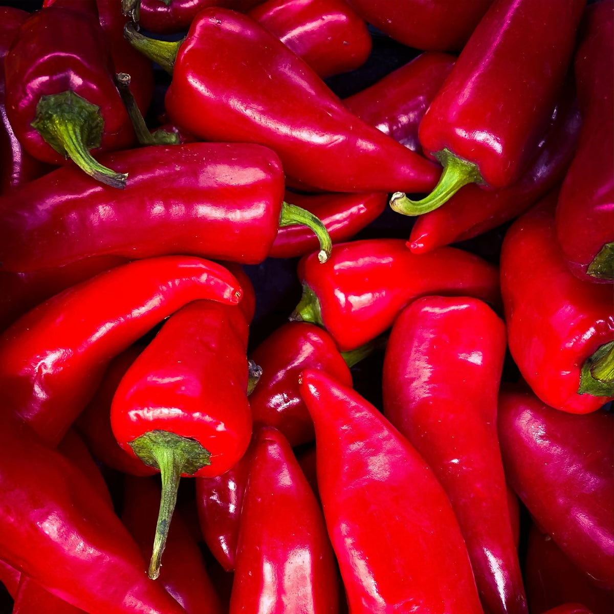 Sombo Pepper