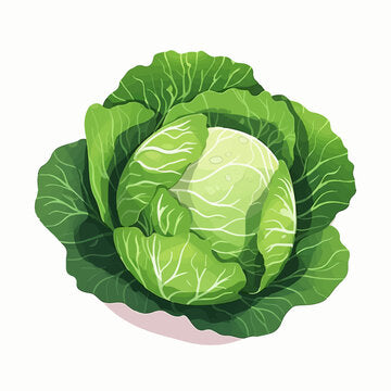 Cabbage Green CTN US