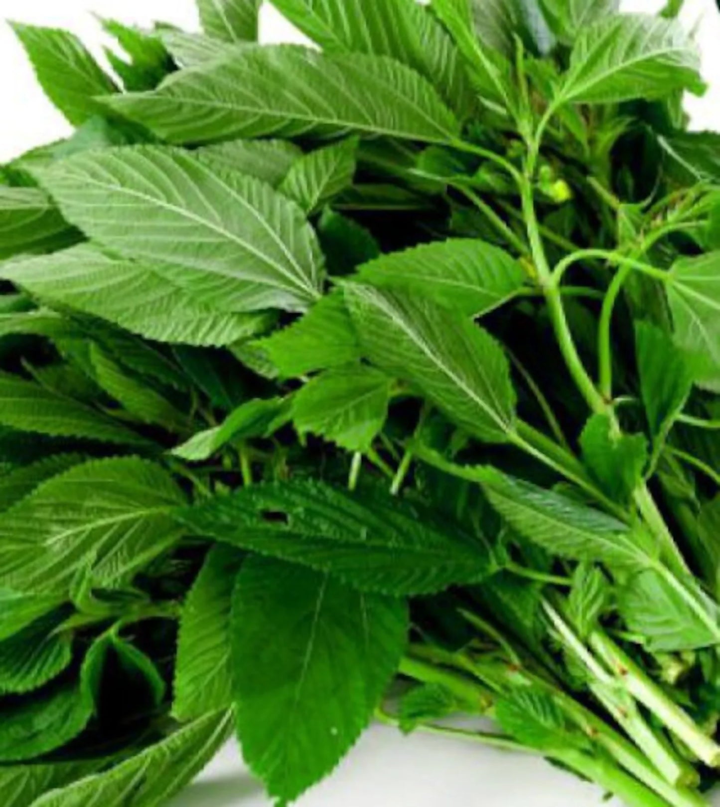 Fresh Jutu leaves