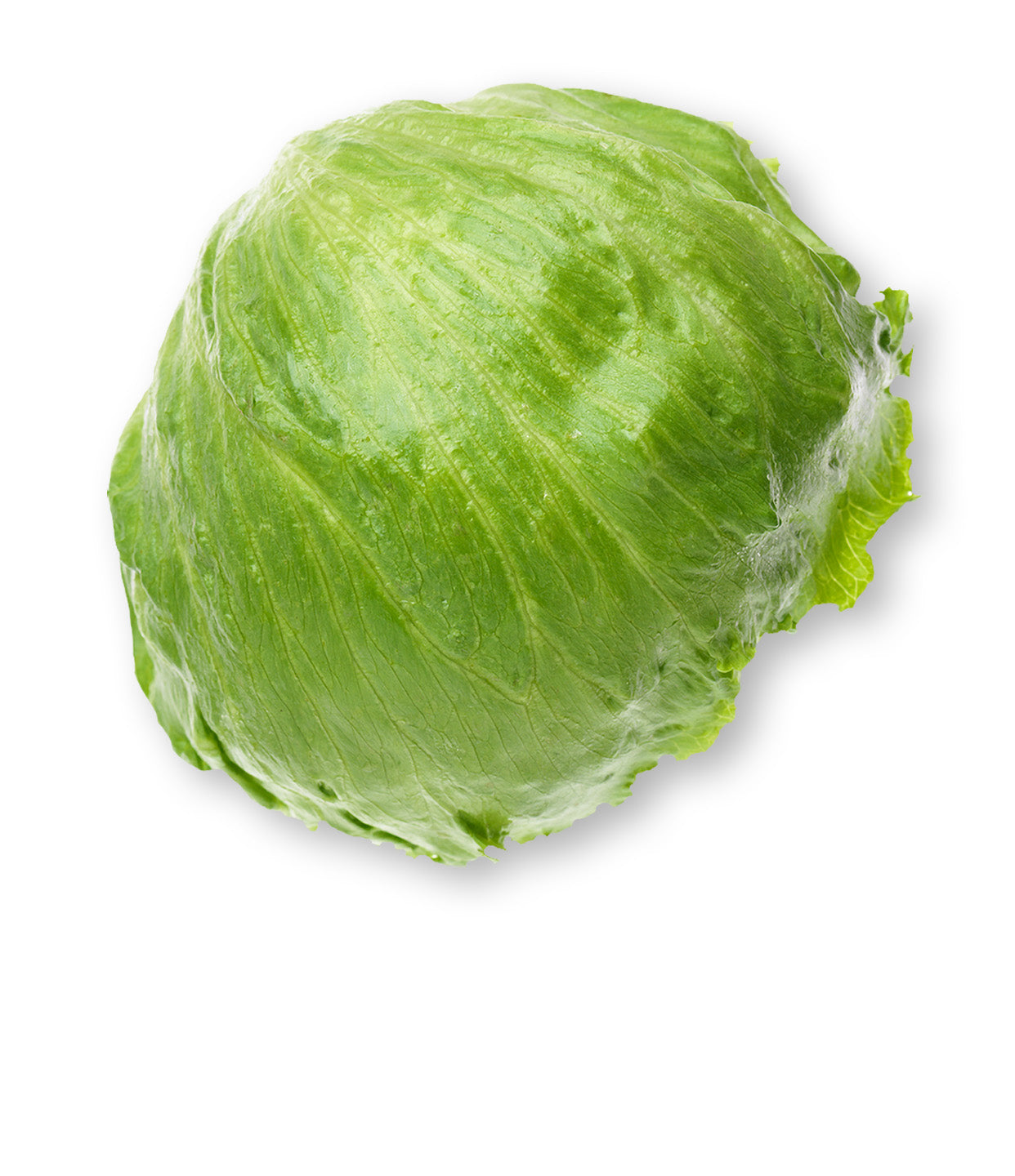 Lettuce Romaine