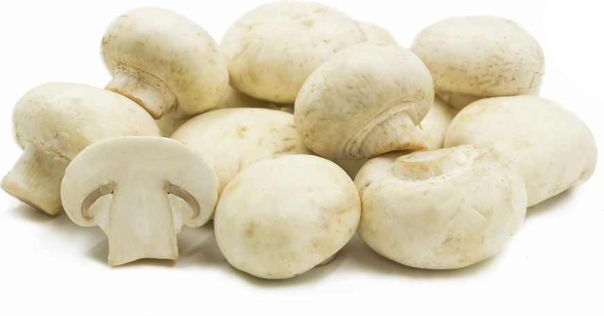 Mushroom Medium