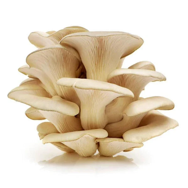 Mushroom Oyster