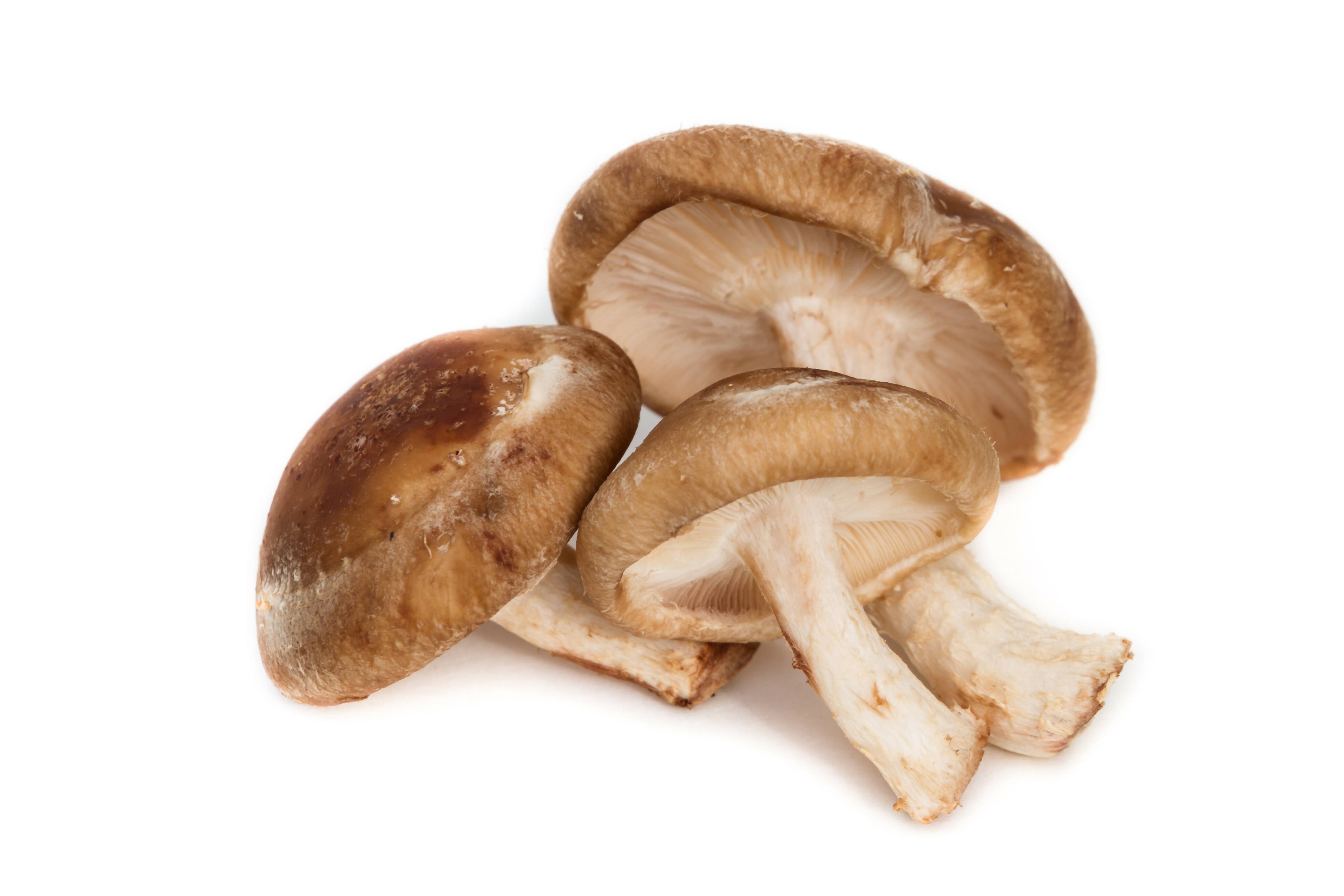 Mushroom Shitake