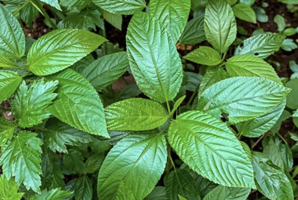 Fresh Jutu Leaves