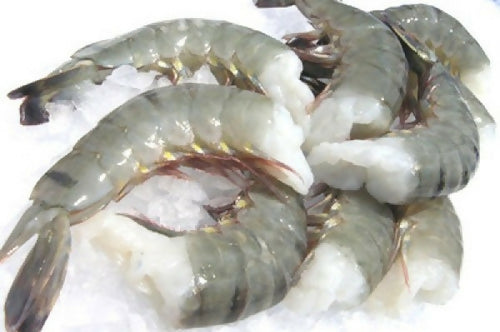 White Shrimp Headless