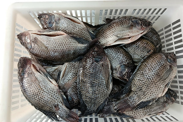 BIG Cleaned Tilapia(3)