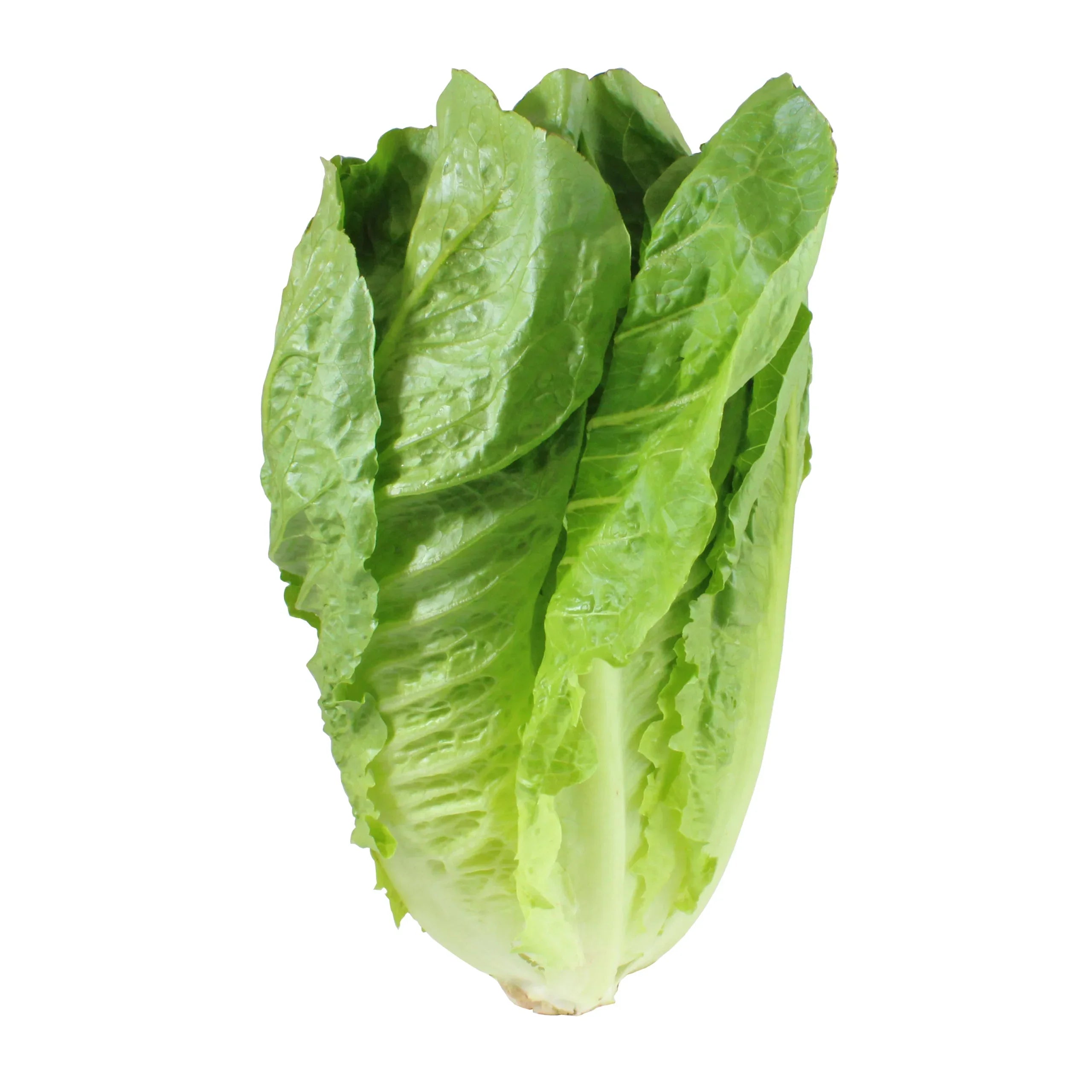lettuce Liner