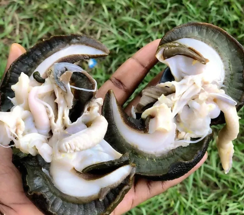 10 PCS Giant Snails