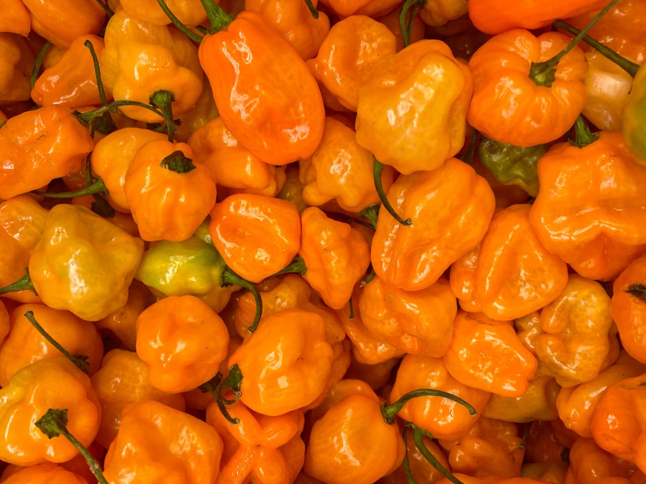 Orange Habanero(1)